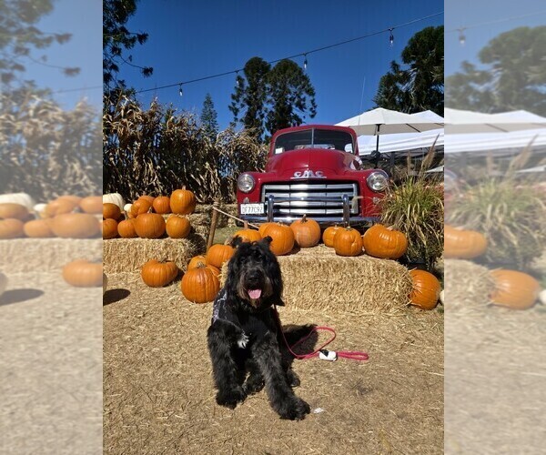 Medium Photo #8 Goldendoodle Puppy For Sale in INDIO, CA, USA