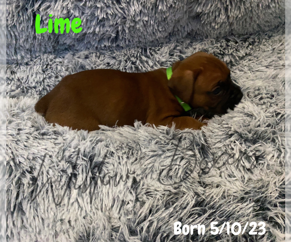 Medium Photo #8 Boxer Puppy For Sale in WEST COLUMBIA, SC, USA