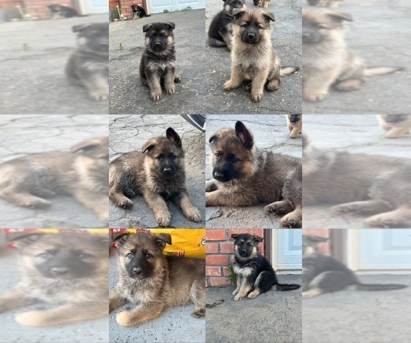 Medium Photo #3 German Shepherd Dog Puppy For Sale in FRESNO, CA, USA