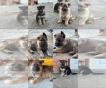 Small Photo #3 German Shepherd Dog Puppy For Sale in FRESNO, CA, USA