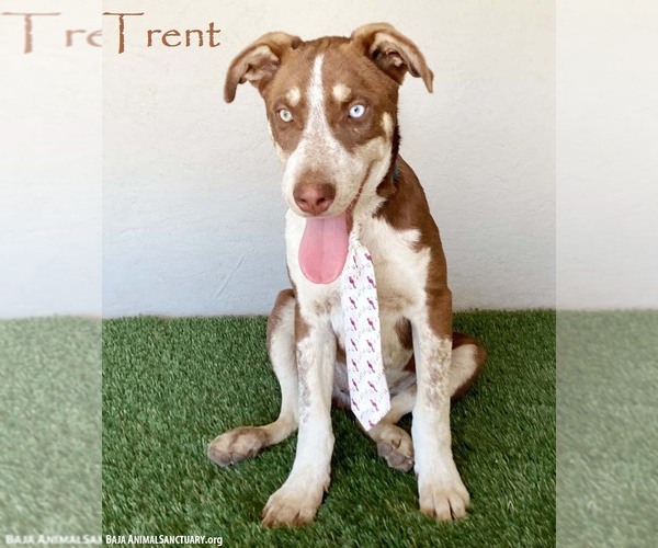 Medium Photo #1 Siberian Husky-Unknown Mix Puppy For Sale in San Diego, CA, USA