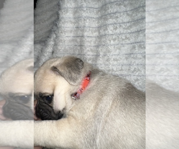 Medium Photo #10 Pug Puppy For Sale in MINERAL RIDGE, OH, USA