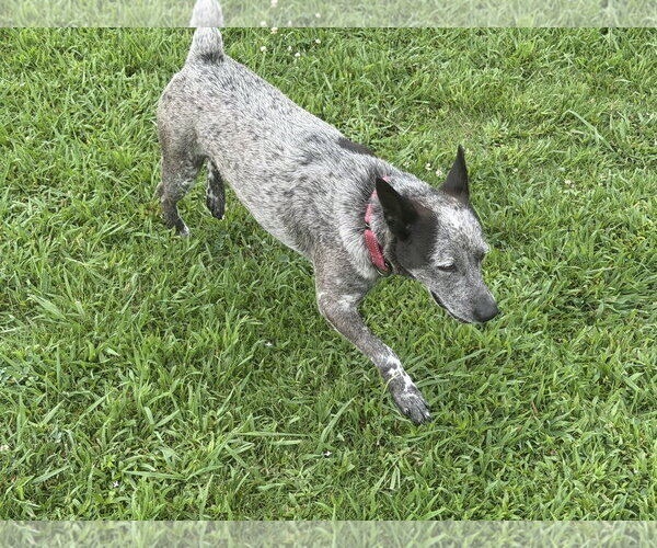 Medium Photo #2 Mutt Puppy For Sale in Garden City, NY, USA