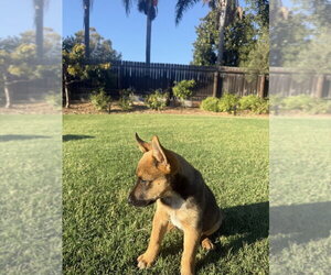 Kooper - Male German Shepherd Dog-Unknown Mix Dog for Adoption - Photo #3