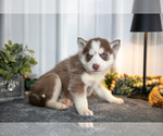 Small Photo #18 Siberian Husky Puppy For Sale in SHREVE, OH, USA