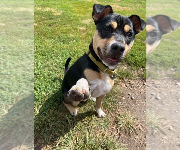 Medium Photo #2 Mutt Puppy For Sale in South Bend, IN, USA