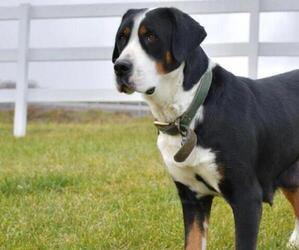 Mother of the Greater Swiss Mountain Dog puppies born on 11/17/2025
