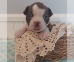 Small Photo #6 Boston Terrier Puppy For Sale in GAFFNEY, SC, USA