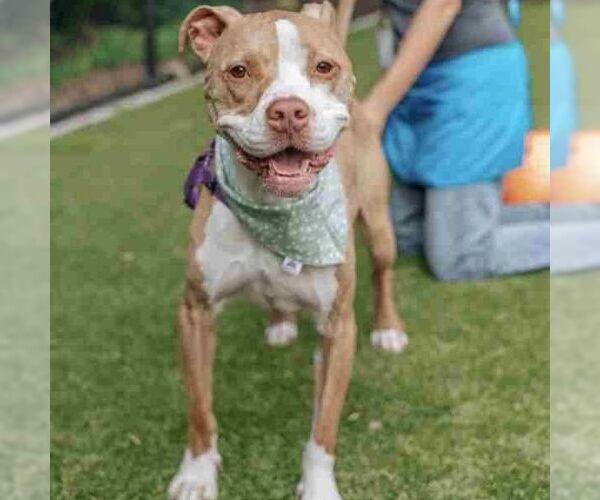 Medium Photo #4 American Staffordshire Terrier-Unknown Mix Puppy For Sale in columbia, SC, USA