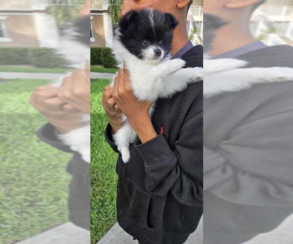 Medium Photo #5 Pomeranian Puppy For Sale in PEMBROKE PNES, FL, USA
