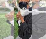 Small Photo #5 Pomeranian Puppy For Sale in PEMBROKE PNES, FL, USA