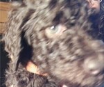 Puppy Maple Labradoodle