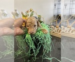Puppy Puppy 4 Australian Labradoodle