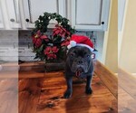 Small Photo #2 French Bulldog Puppy For Sale in MANSFIELD, TX, USA