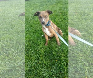 Mutt Dogs for adoption in Clinton , MI, USA