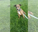 Squid - BO - Male Mutt Dog for Adoption - Small photo