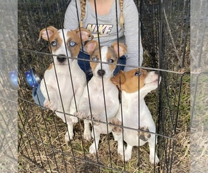 Jack Russell Terrier Puppy for sale in BROOKER, FL, USA