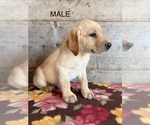 Small #8 Labrador Retriever