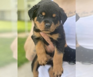 Rottweiler Puppy for sale in BRISTOL, IN, USA