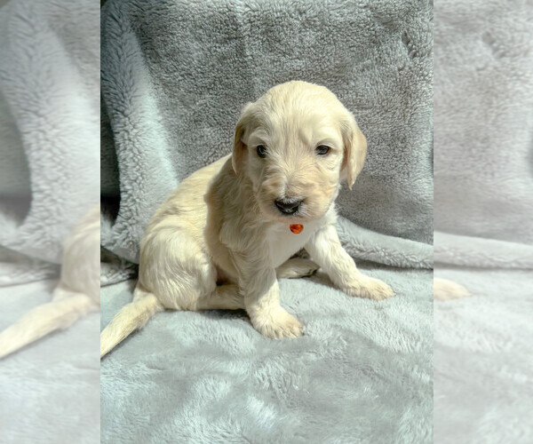 Medium Photo #2 Goldendoodle Puppy For Sale in RENO, NV, USA