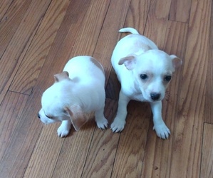 Rat Terrier Puppy for sale in WILSON, NC, USA