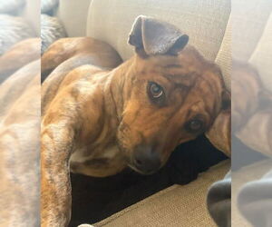 Chihuahua-Unknown Mix Dogs for adoption in San Diego, CA, USA