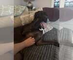 Small #4 Mastador