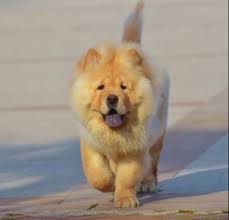 Medium Photo #1 Chow Chow Puppy For Sale in GRANITE FALLS, NC, USA