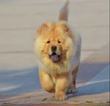 Small Photo #1 Chow Chow Puppy For Sale in GRANITE FALLS, NC, USA