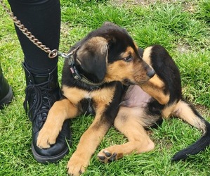 Shepweiller Puppy for sale in PLYMOUTH, NC, USA