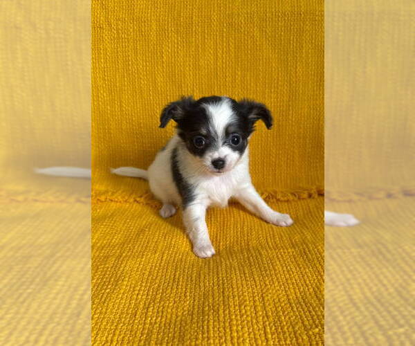 Medium Photo #5 Chiranian Puppy For Sale in Grafton, WI, USA