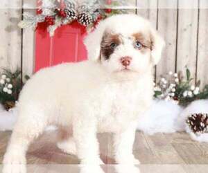 Bernedoodle Puppy for sale in MOUNT VERNON, OH, USA