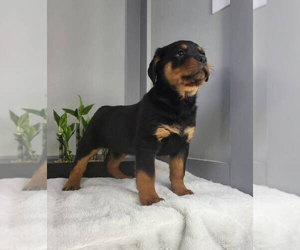 Medium Photo #5 Rottweiler Puppy For Sale in FRANKLIN, IN, USA