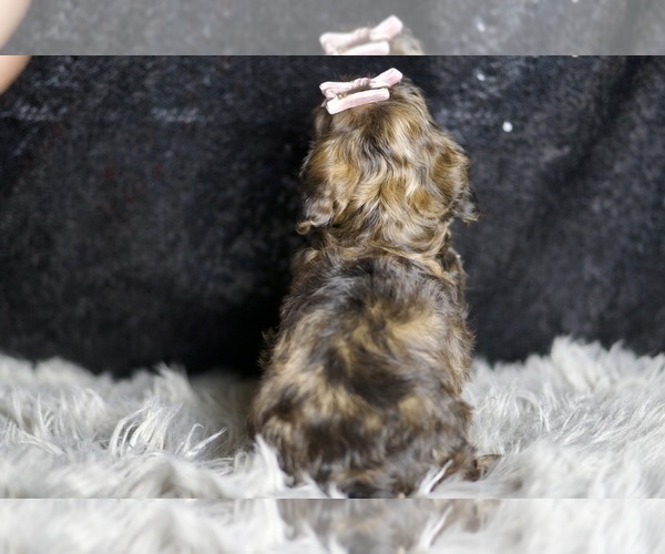 Medium Photo #7 YorkiePoo Puppy For Sale in WARSAW, IN, USA