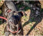Small #2 American Pit Bull Terrier-Great Dane Mix