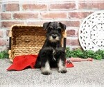 Small #8 Schnauzer (Miniature)