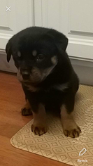 Rottweiler Puppy for sale in MARQUAND, MO, USA