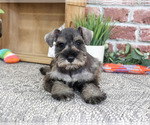 Small #3 Schnauzer (Miniature)