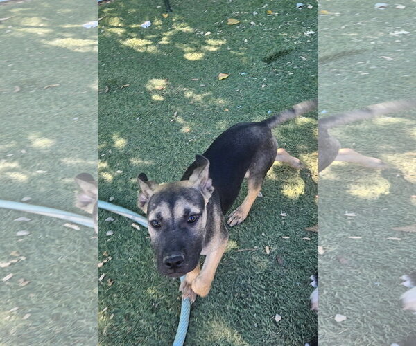 Medium Photo #1 Black Mouth Cur-Unknown Mix Puppy For Sale in Tracy City, TN, USA