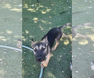 Black Mouth Cur-Unknown Mix Dogs for adoption in Tracy City, TN, USA