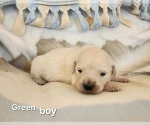English Cream Golden Retriever Puppy for sale in CORTEZ, CO, USA