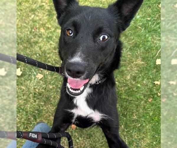 Medium Photo #3 Shollie Puppy For Sale in Redlands, CA, USA