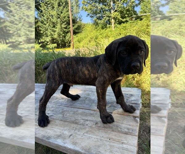 Medium Photo #3 Cane Corso Puppy For Sale in HILLSBORO, OR, USA