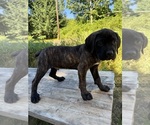 Small #2 Cane Corso