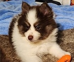 Small Photo #7 Pomsky Puppy For Sale in RAMONA, CA, USA
