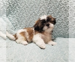 Medium Shih Tzu