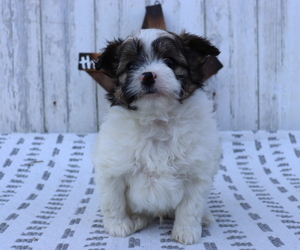 Pom-A-Poo-Poodle (Miniature) Mix Puppy for sale in HONEY BROOK, PA, USA