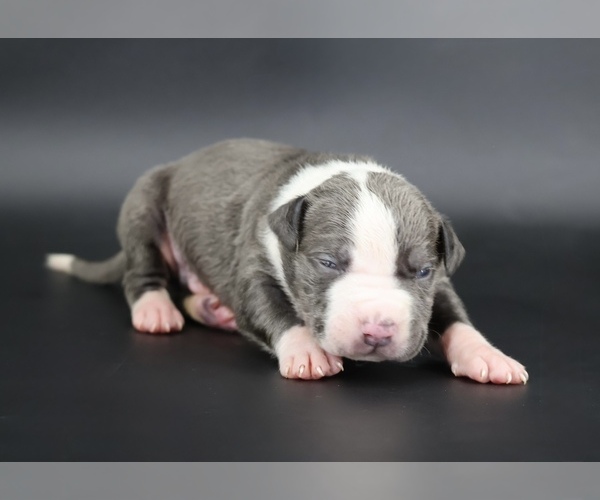 Medium Photo #1 American Bully Puppy For Sale in CHAMPAIGN, IL, USA