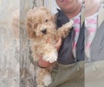 Small #3 Bichpoo