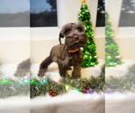 Small Photo #4 Schnauzer (Miniature) Puppy For Sale in MIAMI, FL, USA